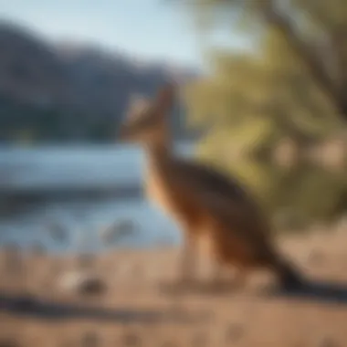 A close-up of local wildlife around the lake