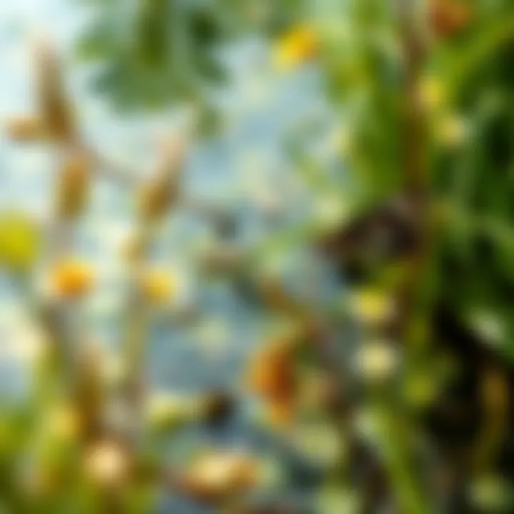 Diverse Ecosystem Surrounding Lake St. Clair A diverse ecosystem around Lake St. Clair, featuring various flora and fauna that thrive in the region's unique environment.