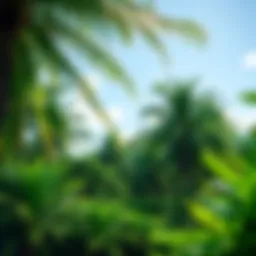 Lush coconut palm grove in St. Lucia showcasing vibrant greenery