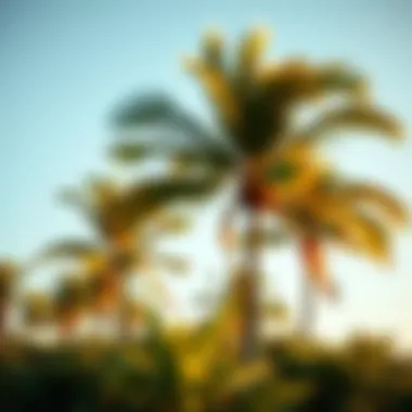 Scenic view of palm trees swaying in the December breeze