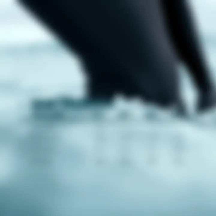 Wetsuit Thickness Comparison Guide Comparison of wetsuit thicknesses